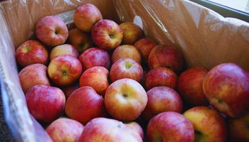 De residuo a alimento: la industria frutícola suma un nuevo producto nutritivo 