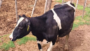 Brutal ataque a un tambo: una vaca apareció con un cuchillo clavado en el lomo