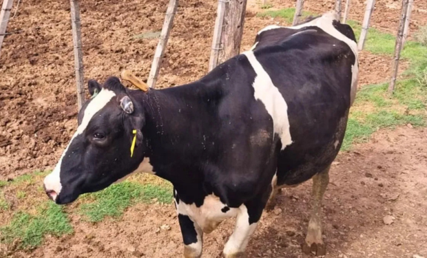 Brutal ataque a un tambo: una vaca apareció con un cuchillo clavado en el lomo