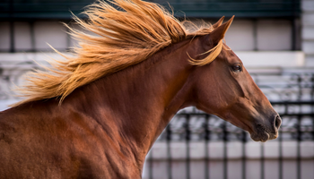 Inédito: el Mundial de Horseball se jugará en la Argentina