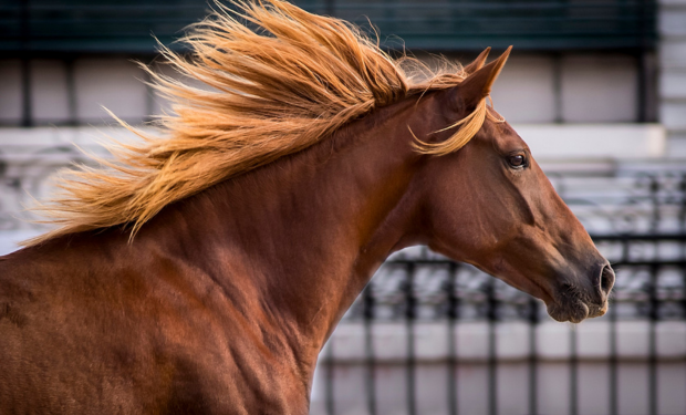 Inédito: el Mundial de Horseball se jugará en la Argentina