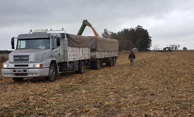 Sequía: prorrogan las exportaciones de maíz por seis meses para garantizar el abastecimiento del mercado interno