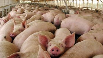 Arroz, miel, maní y porcinos: las principales economías regionales que mostraron crecimiento