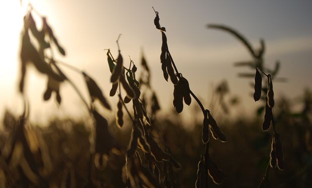 Récord: el ingreso de divisas de la agroexportación ya superó los US$ 30.000 millones