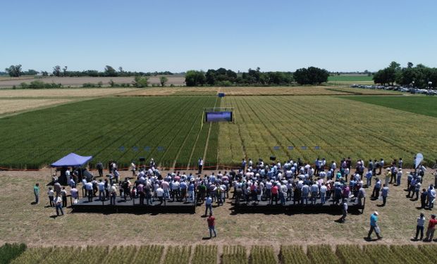 El trigo tolerante a sequía es desarrollo argentino que todavía no se encuentra aprobado en países compradores del cereal.