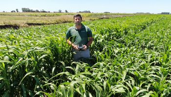 "Mi pasión es la semilla": desde Chacabuco, la empresa que apuesta al sorgo y al maíz con genética y manejo de precisión