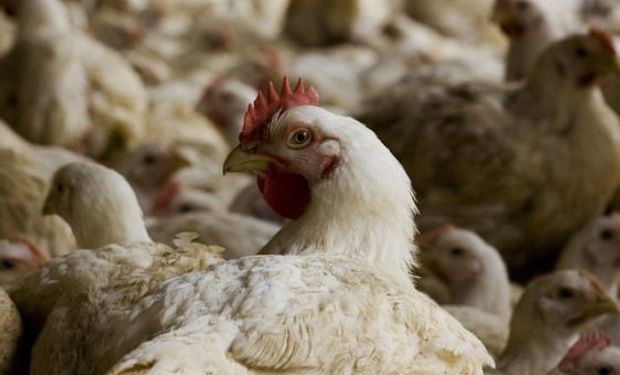 China aceptó la “regionalización” y acuerdan modificar los protocolos para las exportaciones avícolas