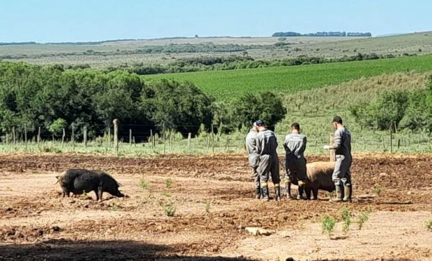 Por precaução, 46 animais foram abatidos na propriedade positivada com a doença. (foto - divulgação Seapi-RS)