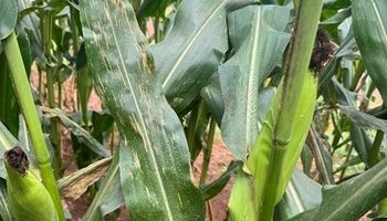 Complexo de doenças foliares ganha força no milho safrinha e exige manejo antecipado para preservar a produtividade