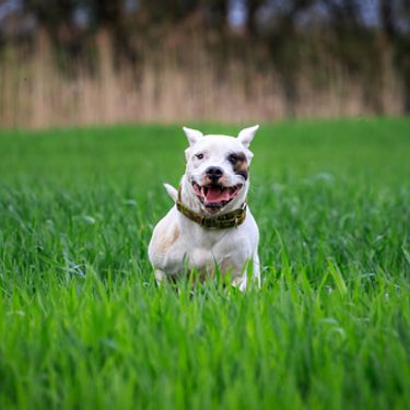 lo que mantiene a los caballos alejados de los perros