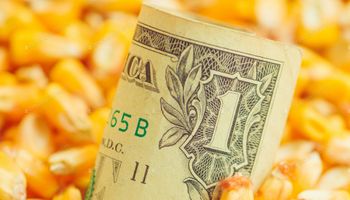 Soja, trigo y maíz: la fortaleza del dólar impactó sobre el mercado de granos
