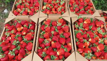 Productores reclaman un "dólar fruta" ante el atraso del tipo de cambio oficial