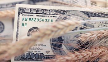 Mejoraron los márgenes de rentabilidad del trigo: cómo quedó la ecuación tras la suba del precio del cereal