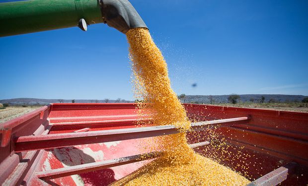 Récord de ventas: por el dólar maíz, se comercializaron 2,42 millones de toneladas en apenas tres días