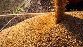 Productores "paralizados" ante el ruido del dólar maíz y el fracaso del dólar soja: qué mira el mercado de granos