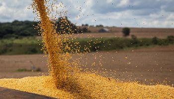 Sube el dólar y el precio de la soja, pero reina una incógnita: qué pasa en el mercado de granos