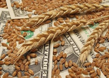 El trigo perdió hasta US$ 8 por tonelada: cuál fue el factor que motivó la caída