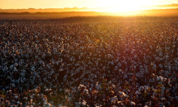 El uso de semilla fiscalizada pasó del 19% al 24% en el último año: el sistema que ya usan más de 20.000 productores suma nuevos cultivos