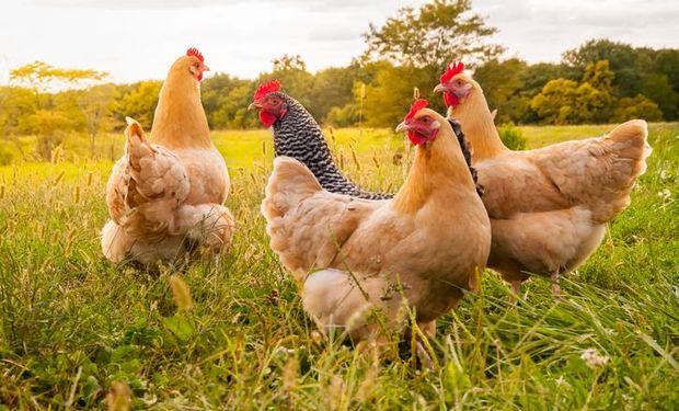 57.7 millones de gallinas y 363 huevos por persona al año:  el récord ovoavícola argentino, el segundo país que más consume en el mundo