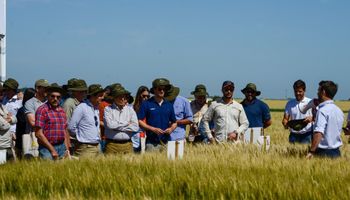 Qué variedades ofrece la líder del mercado de trigo: "Vuelve a posicionarse como un cultivo estratégico"