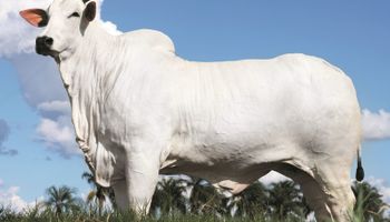 Vaca nelore Donna alcança R$ 54 milhões e quebra recorde mundial de preço