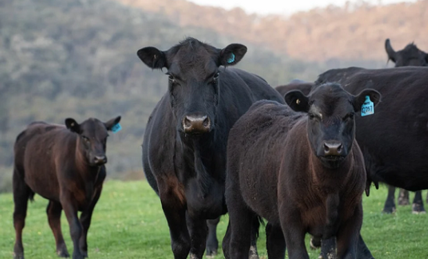 Intentó pasar la frontera con 200 embriones de toro y lo agarró Aduana: están valuados en US$ 500 mil