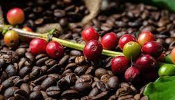 Mercado de café no Brasil deve ter dia lento nos negócios