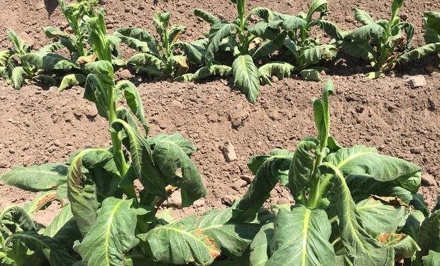 Un productor de la zona de Cerillos, Salta, documentó la situación que viven ante la falta de agua.