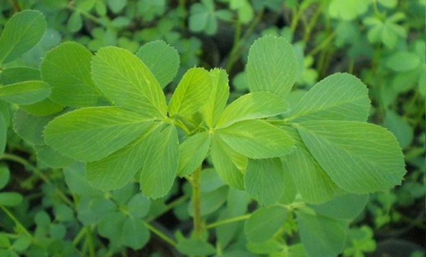 Variedad alfalfa Kumén PV INTA