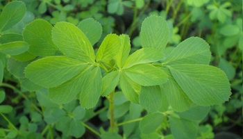 INTA presentó una variedad de alfalfa con tolerancia a condiciones de salinidad