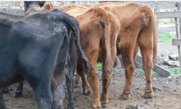 El drama de la "vaca china": la zona en donde 240.000 animales podrían morir en el campo