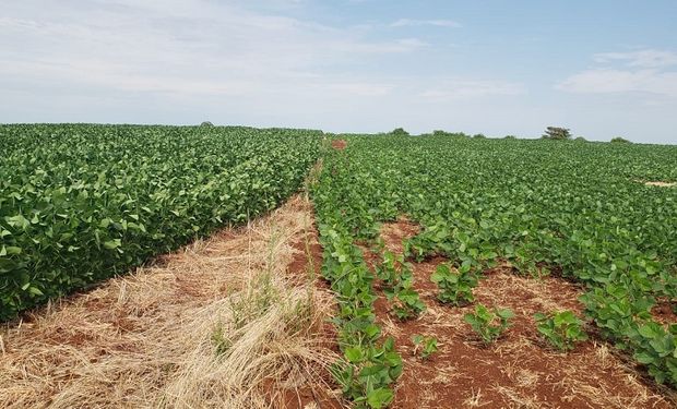 Solução já é utilizada em 5 mil hectares de grãos no país. (foto - divulgação)