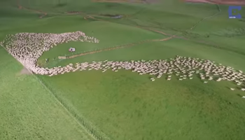 Nueva Zelanda: rebaño de ovejas captado desde un dron