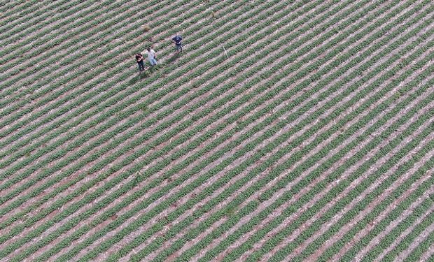 Experiencia aérea: cómo ahorrar más de US$ 2000 para controlar malezas en un lote de 87 hectáreas