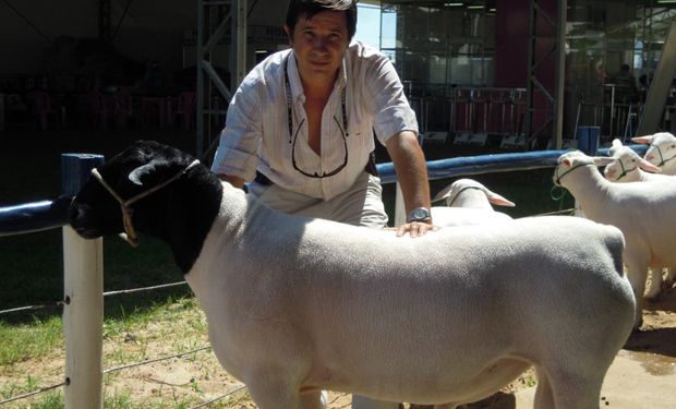 La Dorper es la raza carnicera del futuro para Argentina. Foto: Expoagro.