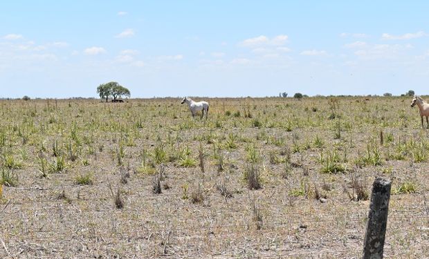 Prorrogan la emergencia agropecuaria para Santa Fe, Río Negro y La Pampa por la sequía 