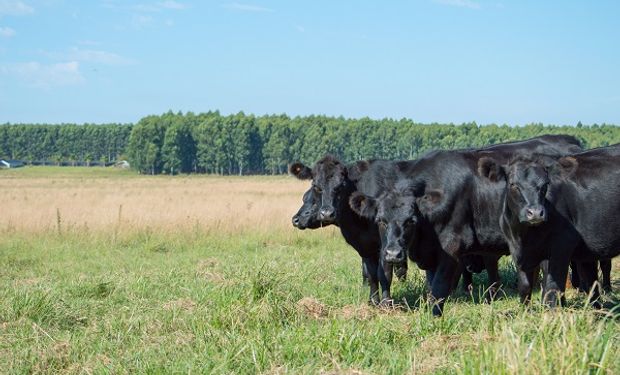 El mercado inmobiliario rural busca quebrar una tendencia de años