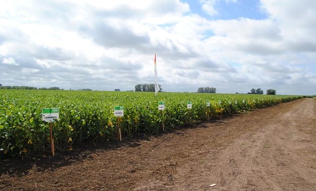 Lanzan ocho nuevas variedades de soja: la empresa que invierte en un contexto negativo para el negocio de semillas