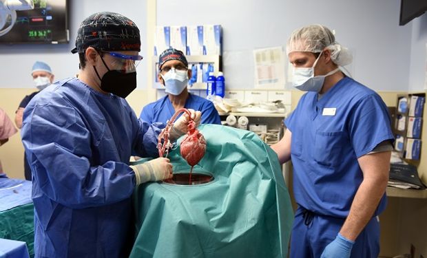 Operación histórica: se realizó el primer trasplante de corazón porcino a una persona