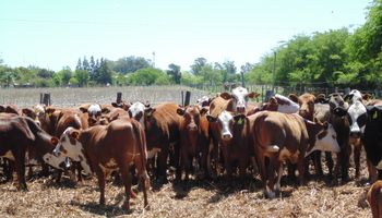 El calor es la temperatura de la ganadería