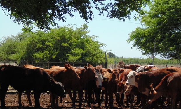 "Argentina ha dejado de producir novillos pesados"