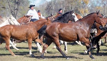Buenos Aires: implementan documento único de equinos para regularizar el stock