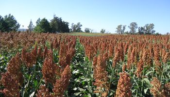 Sorgo, una alternativa para indecisos
