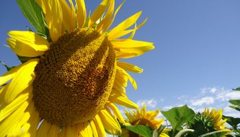 Mapa de las necesidades del girasol en el país