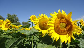 Sigue cayendo la estimación de siembra del girasol