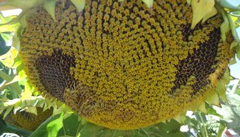La siembra del girasol, en jaque
