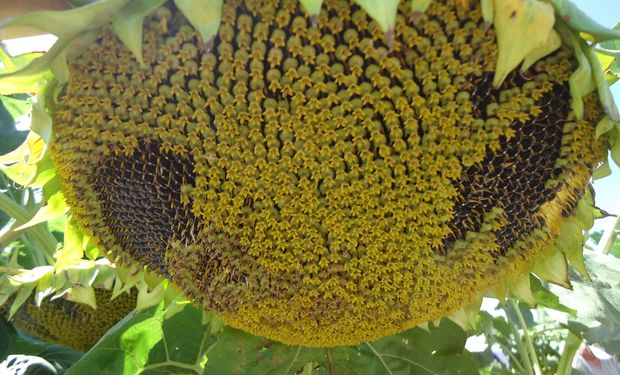 La siembra del girasol, en jaque