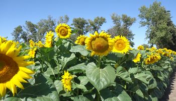 El girasol es una economía regional en extinción