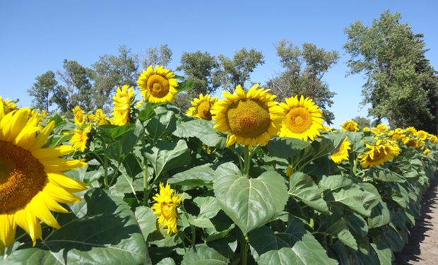 El girasol es una economía regional en extinción