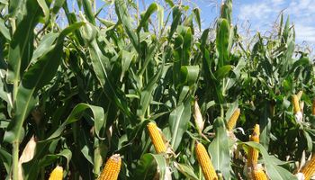 Cóctel mortal para maíz: baja precio, suben costos